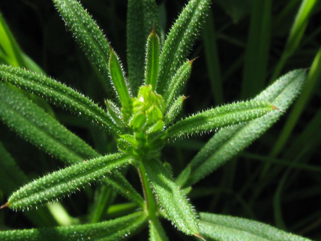 Galium verum?  No, Galium aparine