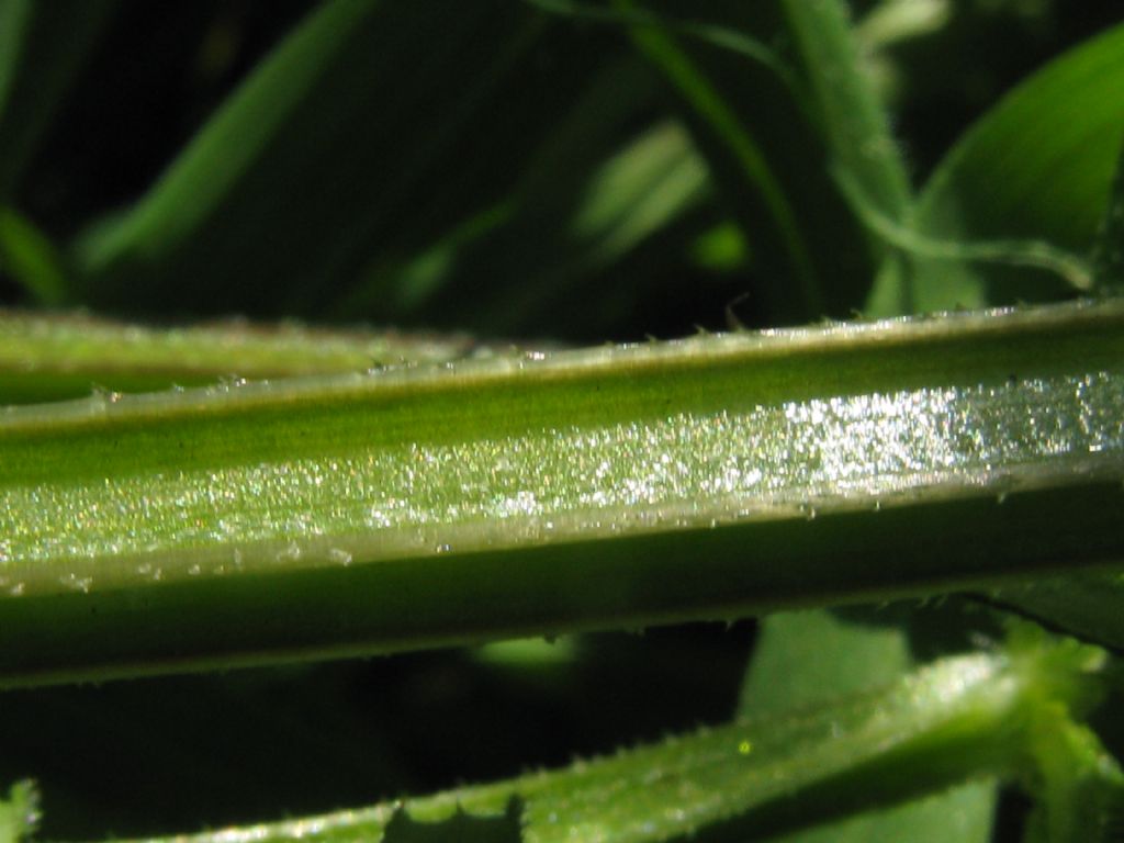 Galium verum?  No, Galium aparine