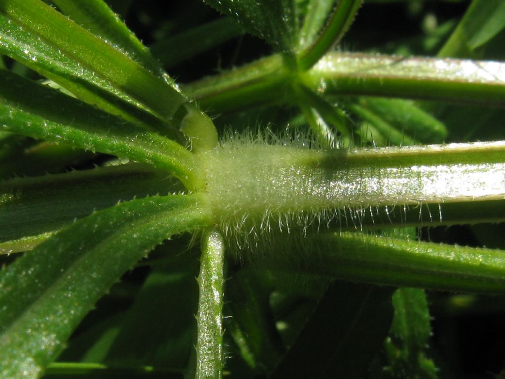 Galium verum?  No, Galium aparine