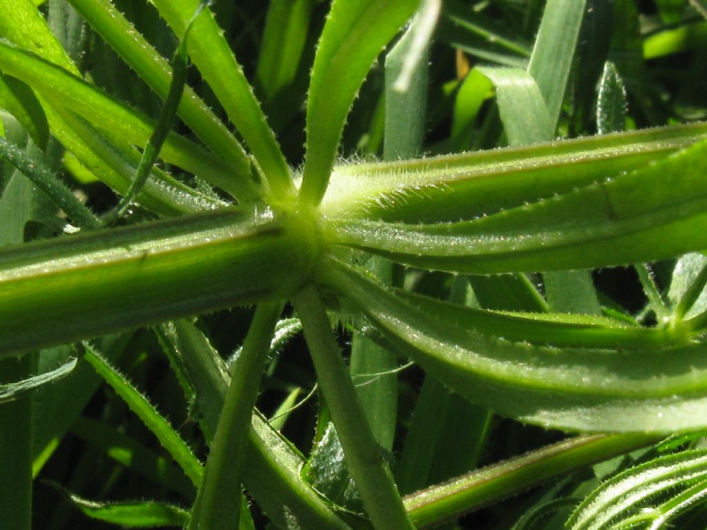 Galium verum?  No, Galium aparine