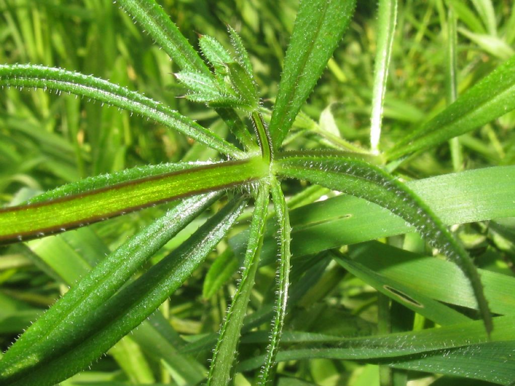 Galium verum?  No, Galium aparine