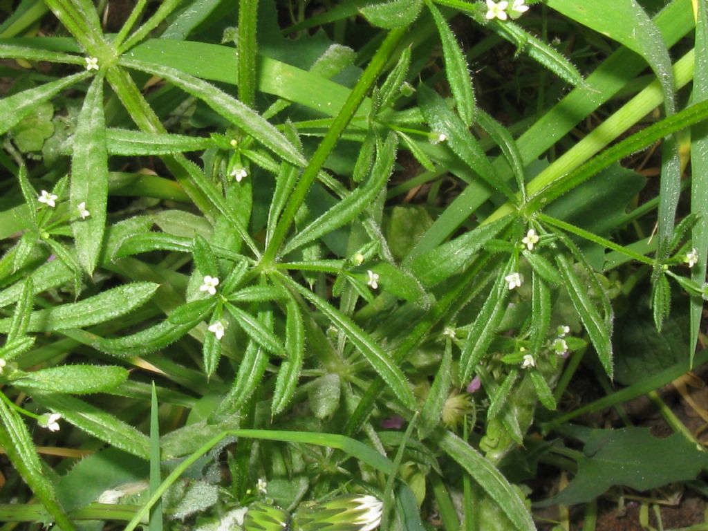 Galium verum?  No, Galium aparine