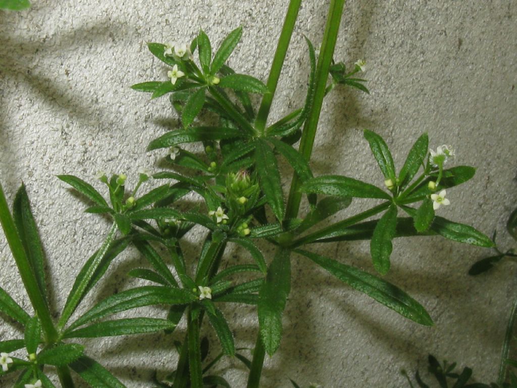 Galium verum?  No, Galium aparine