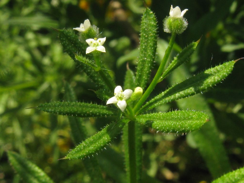 Galium verum?  No, Galium aparine