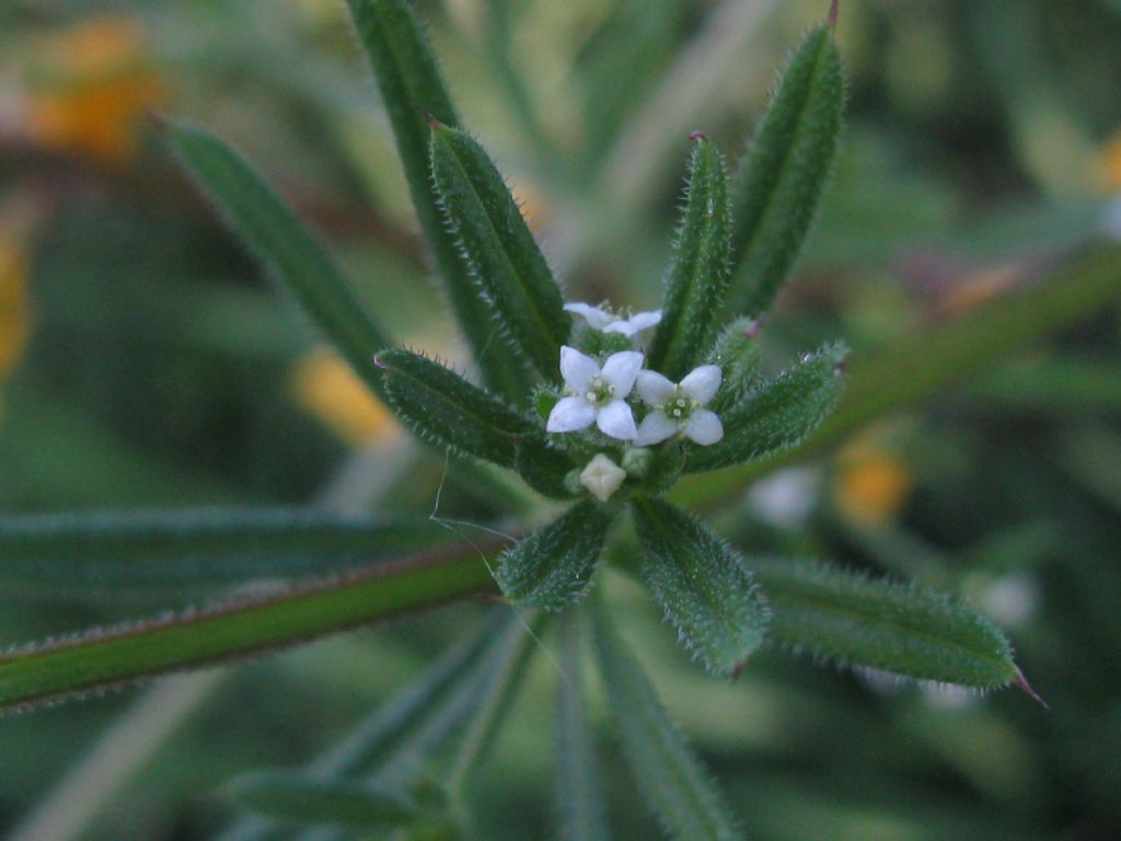 Galium verum?  No, Galium aparine