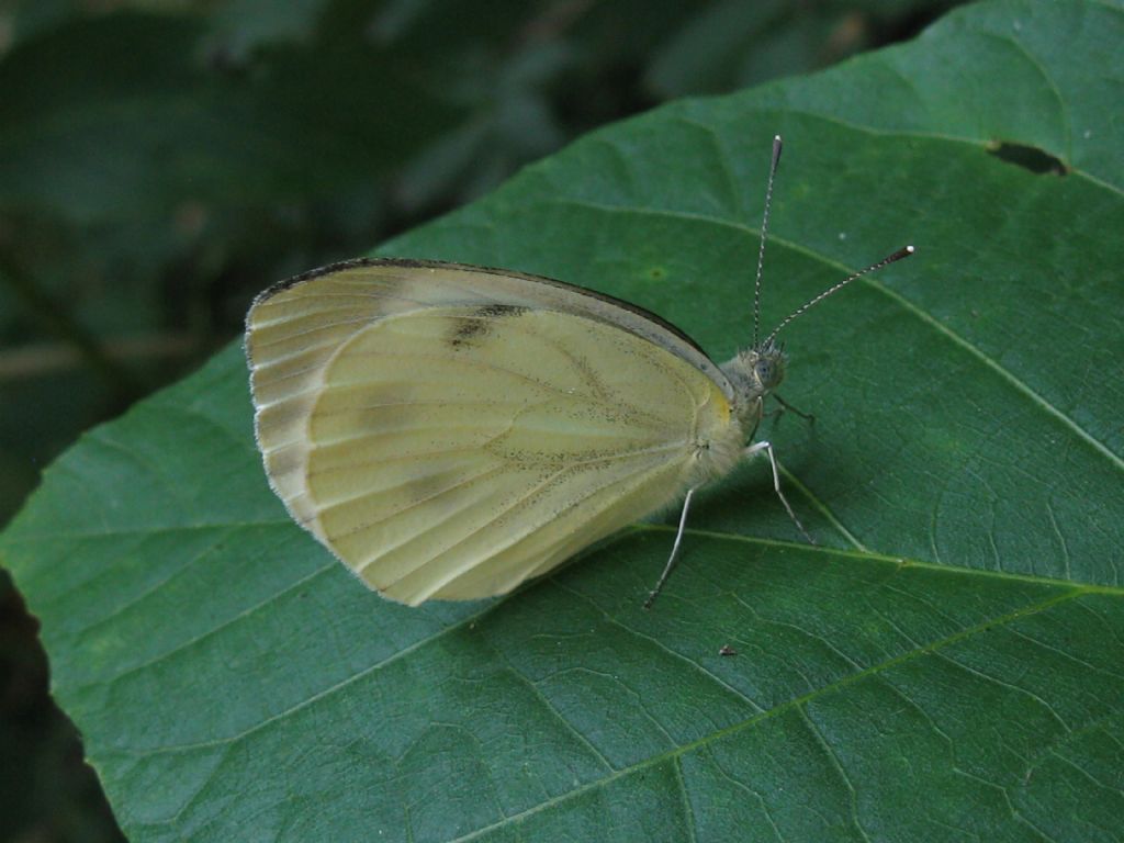 Pieris napi? S, femmina