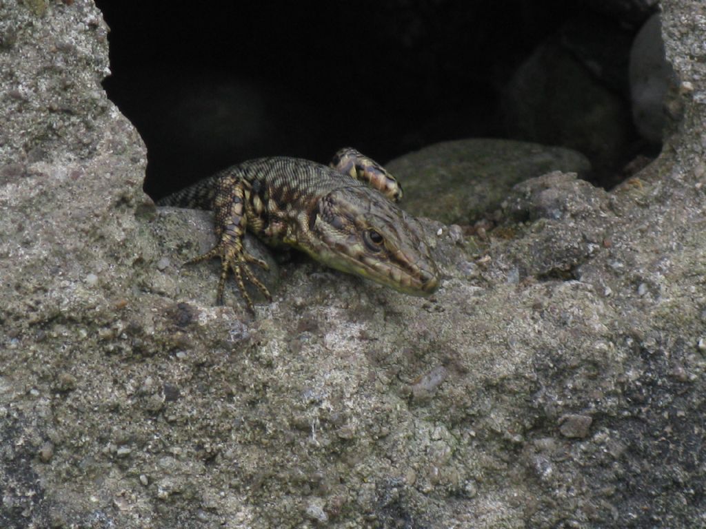 Podarcis muralis femmina?  No, maschio