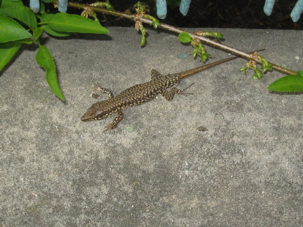 Podarcis muralis maschi?  S !