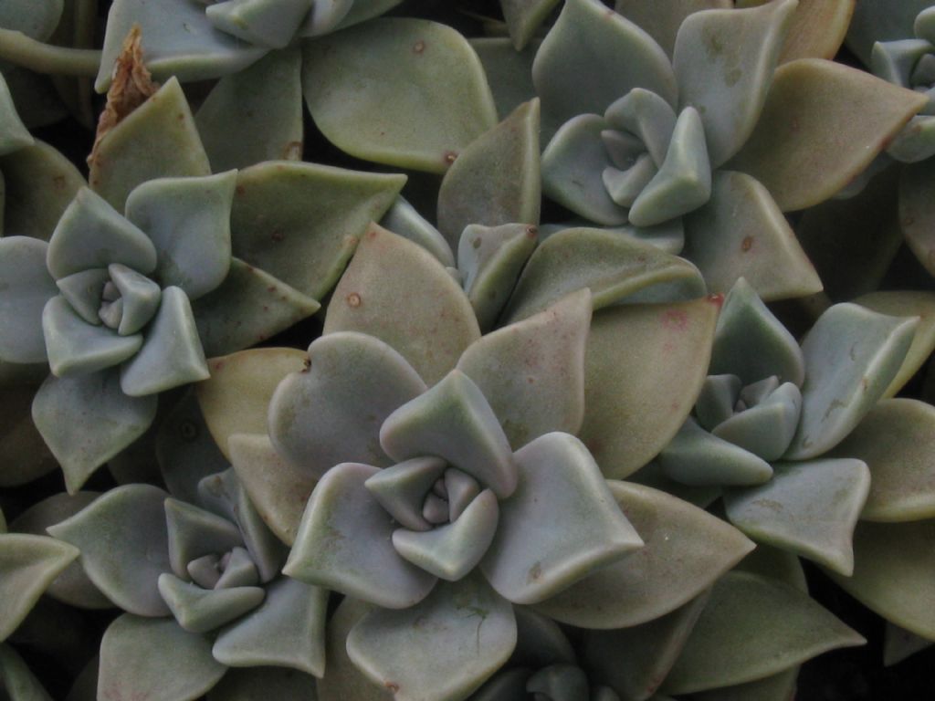 Crassulaceae: Graptopetalum paraguayense (cv)