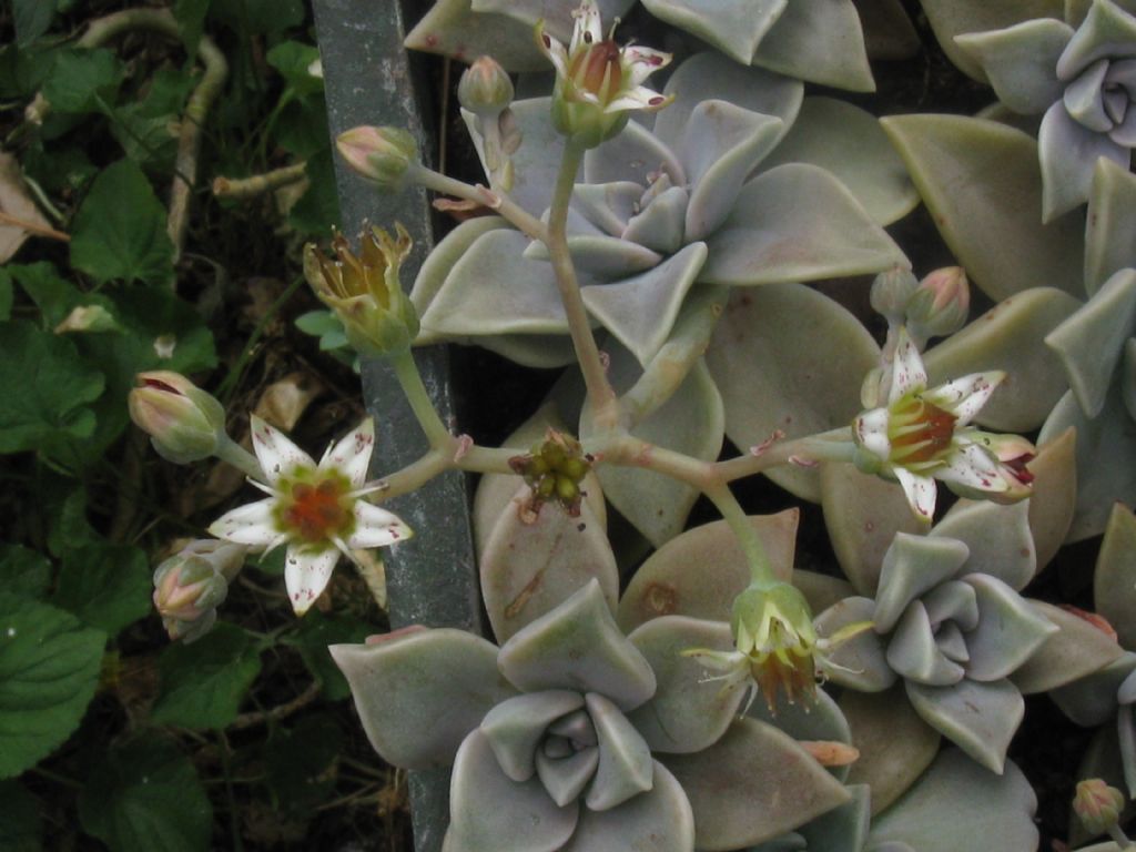 Crassulaceae: Graptopetalum paraguayense (cv)