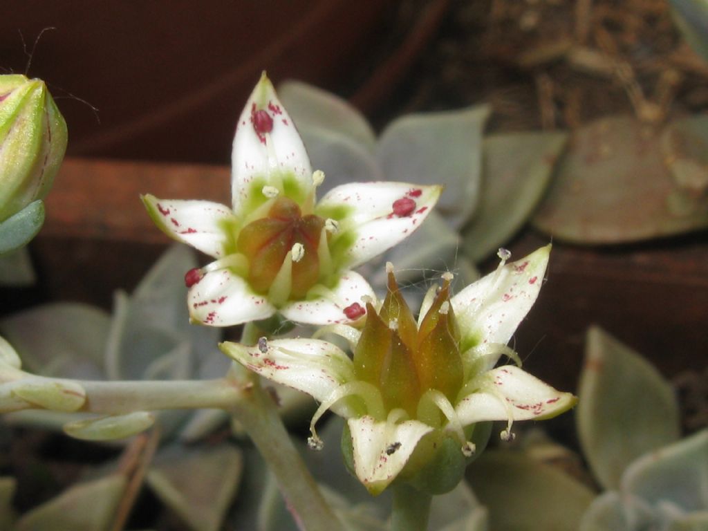 Crassulaceae: Graptopetalum paraguayense (cv)