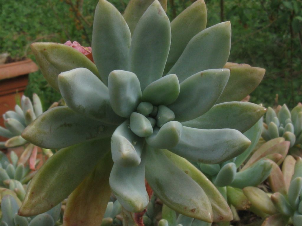 Graptosedum cv Francesco Baldi (Crassulaceae)