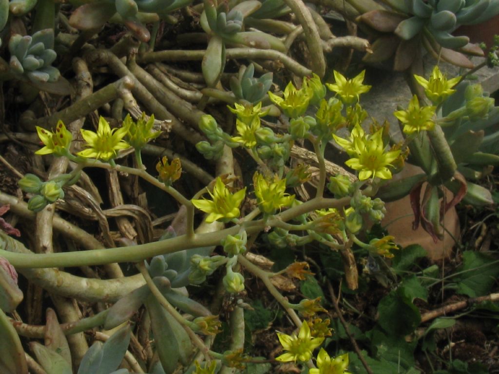 Graptosedum cv Francesco Baldi (Crassulaceae)