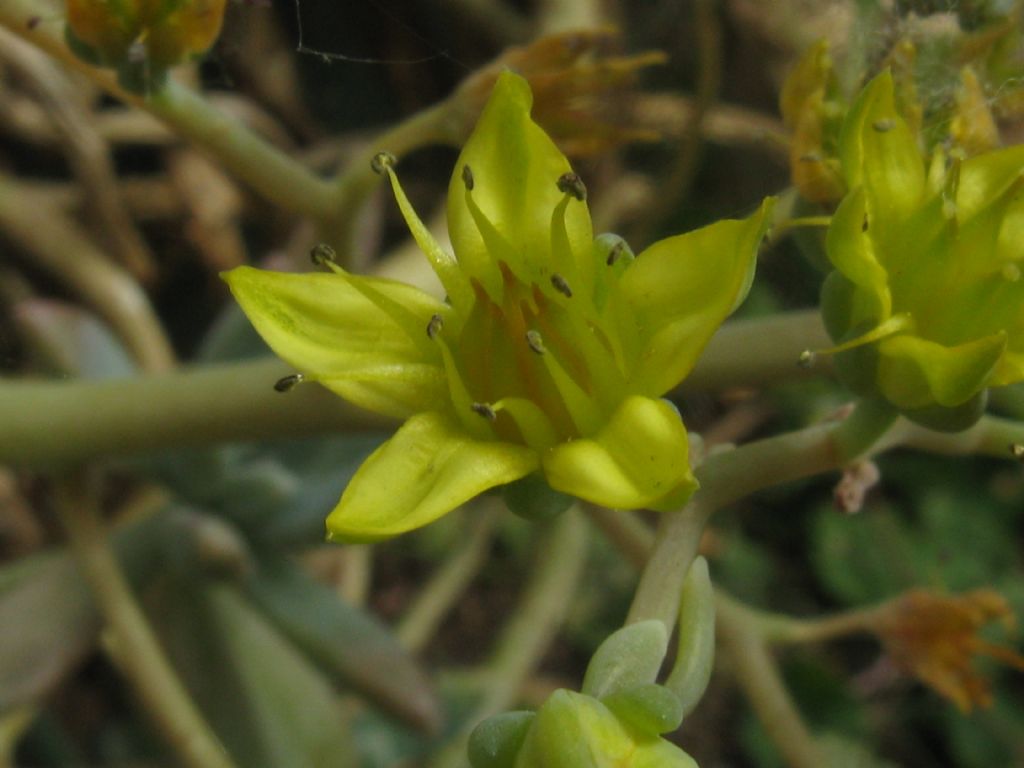 Graptosedum cv Francesco Baldi (Crassulaceae)