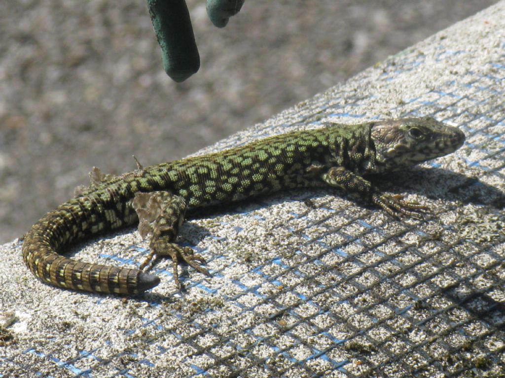 Podarcis muralis maschio e  in muta?