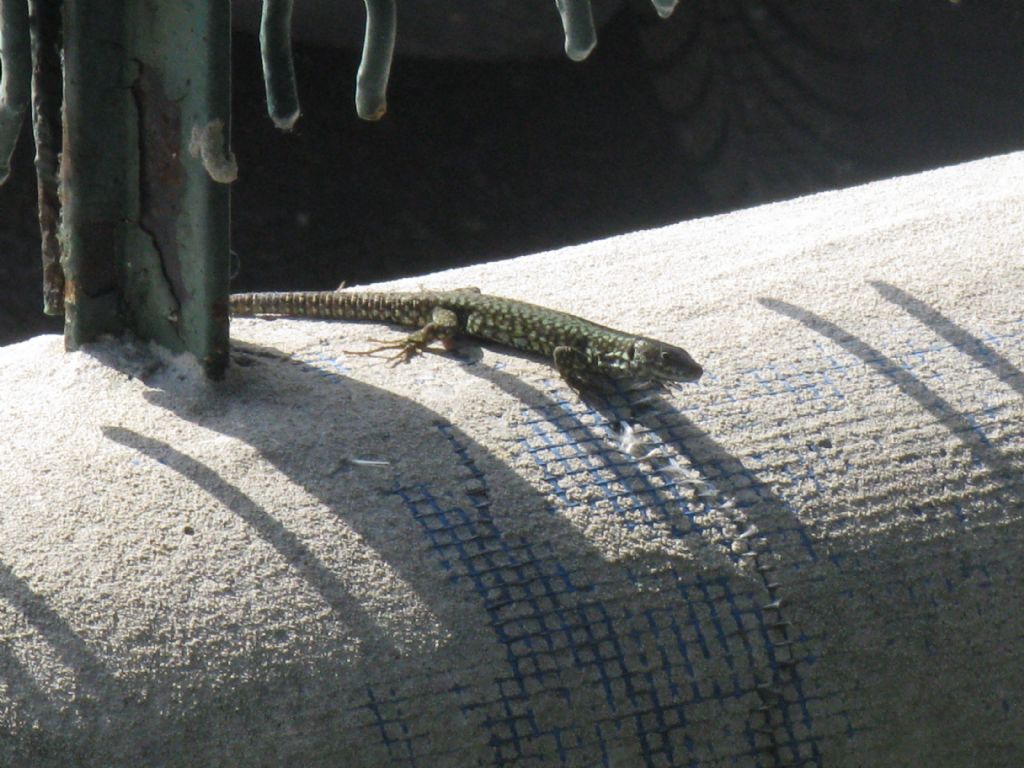 Podarcis muralis maschio e  in muta?