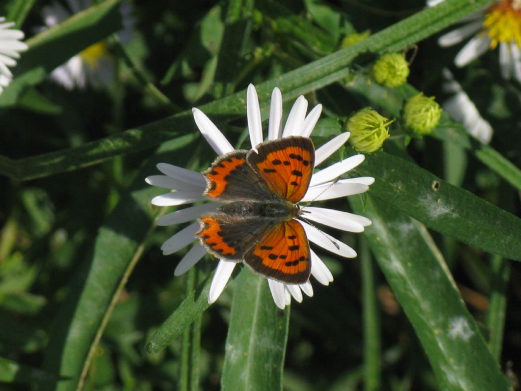 Lycaena phlaeas, femmina?   S !