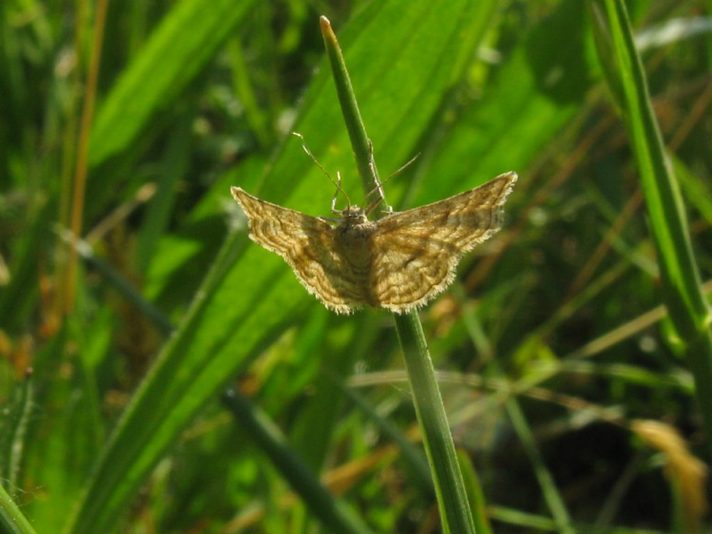 Geometridae? S, Emmiltis pygmaearia