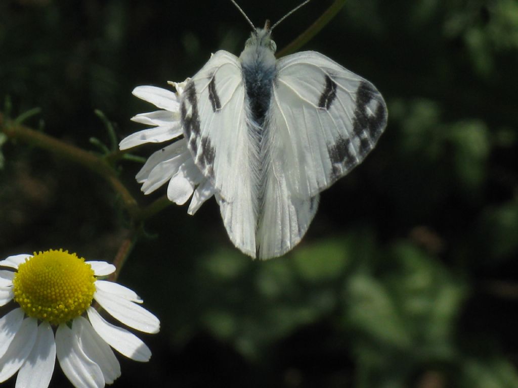 Pontia edusa femmina? m & f