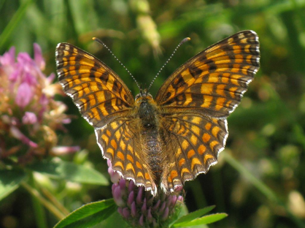 Melitaea phoebe femmina?  S !