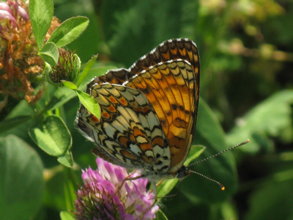 Melitaea phoebe femmina?  S !