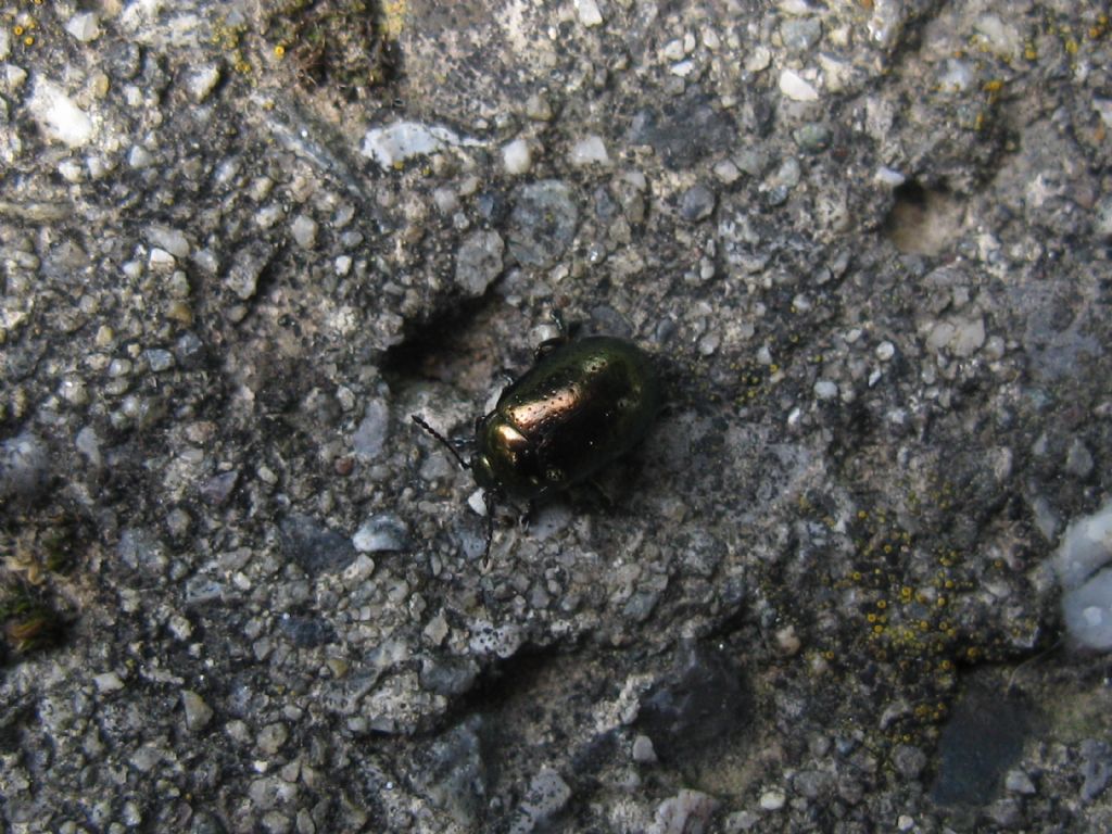 Chrysomelidae: Chrysolina aff. quadrigemina
