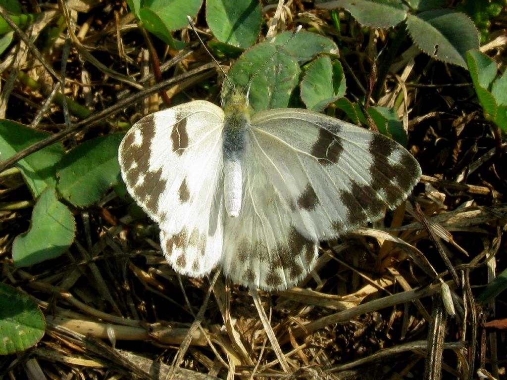 Pontia edusa femmina? m & f