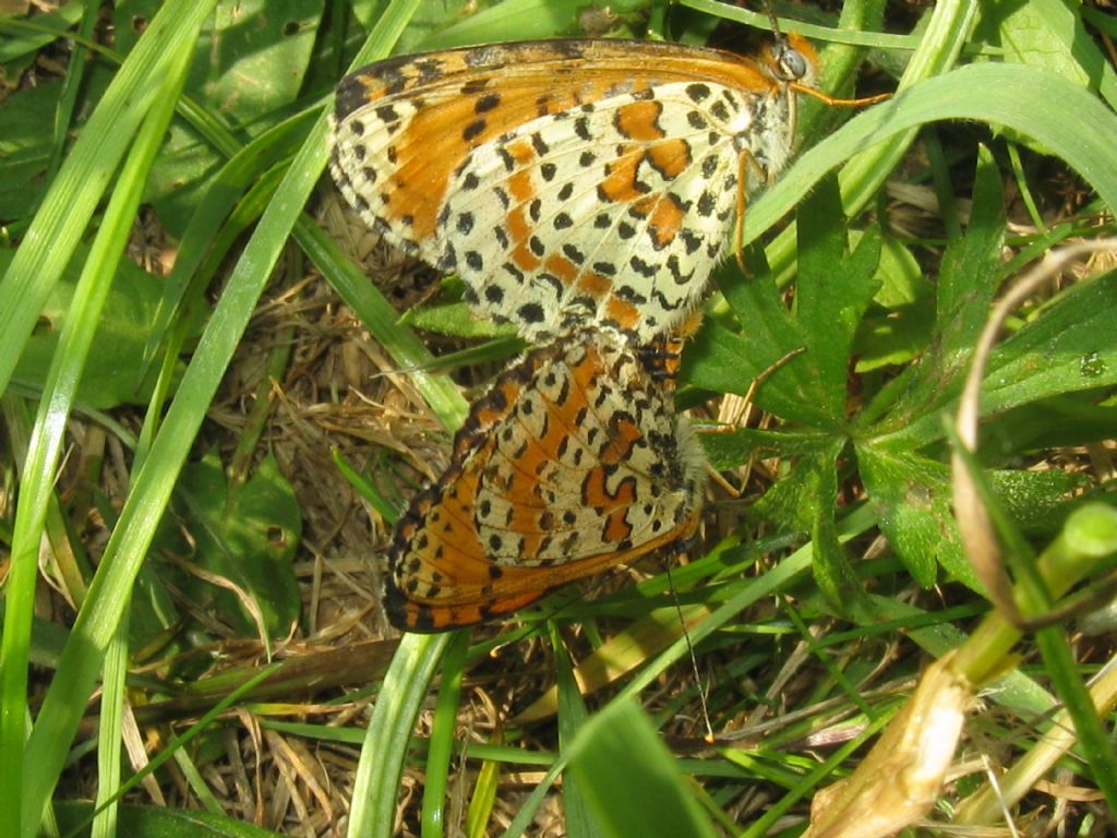 Melitaea didyma?  S !