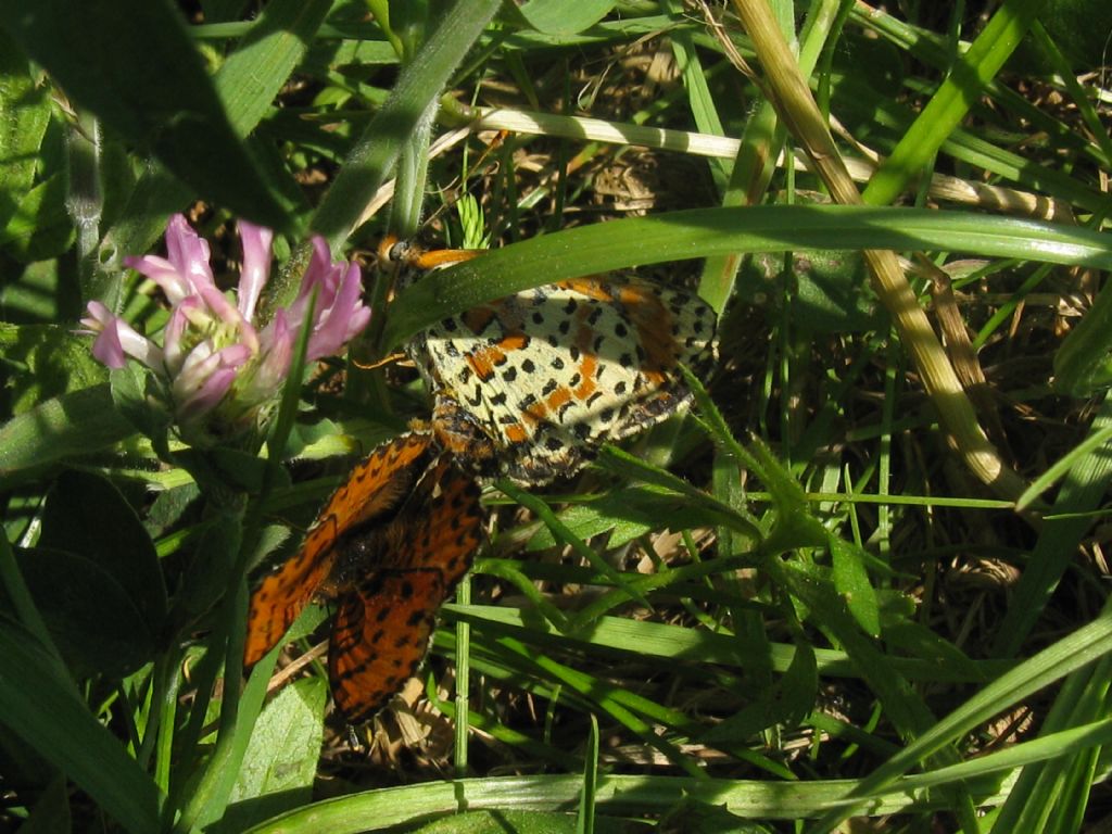 Melitaea didyma?  S !