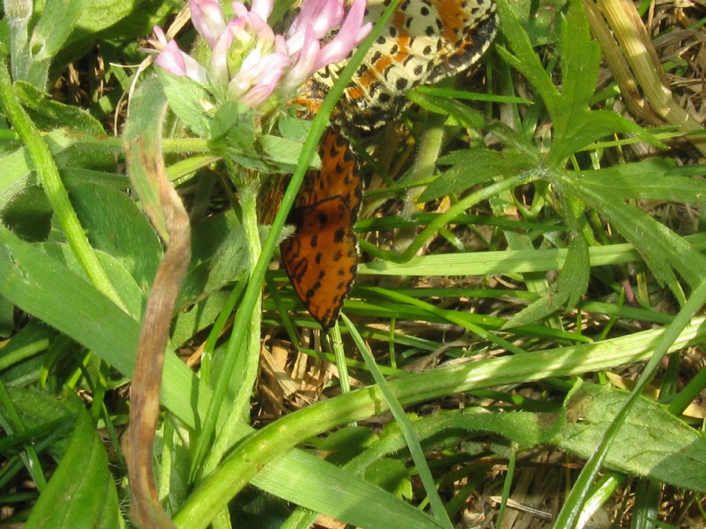 Melitaea didyma?  S !