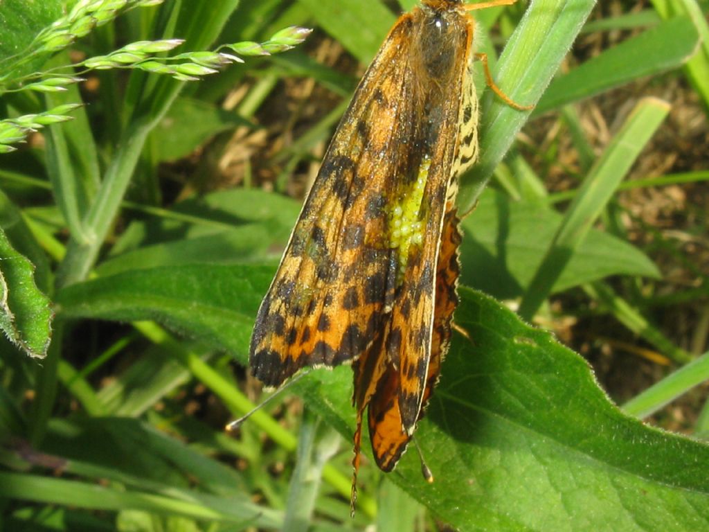 Melitaea didyma?  S !