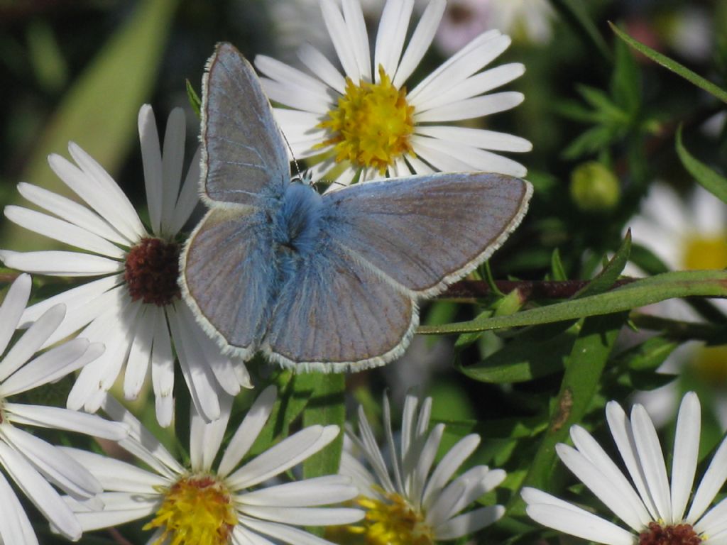 Polyommatus icarus maschio? S !