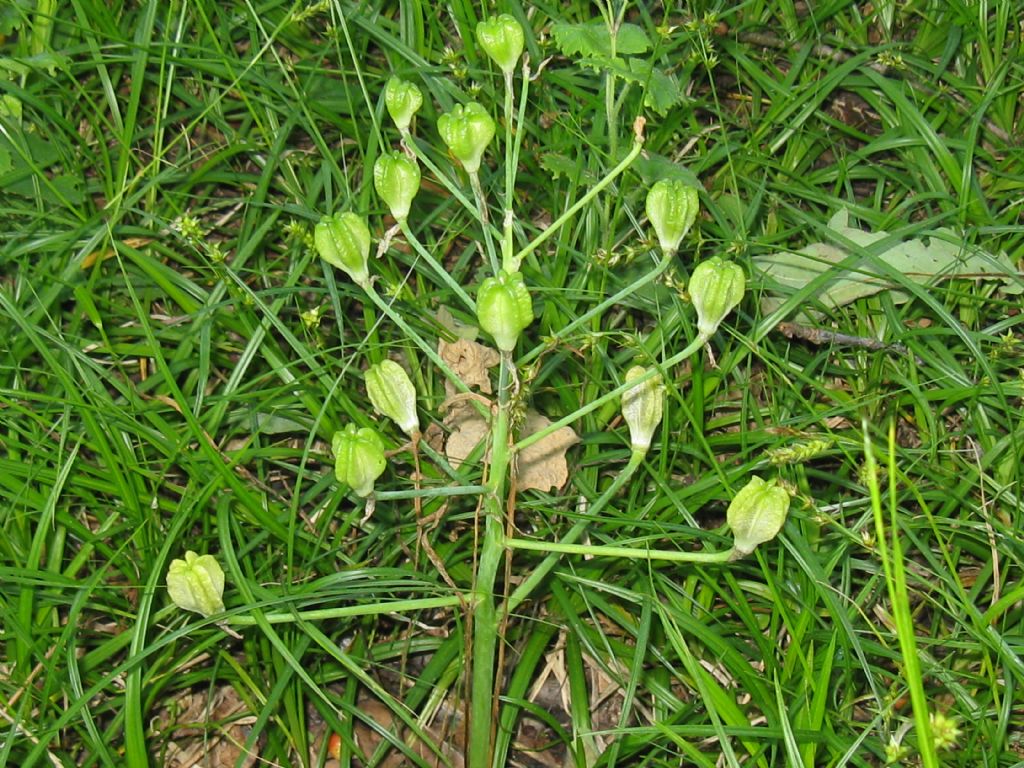 Ornithogalum...