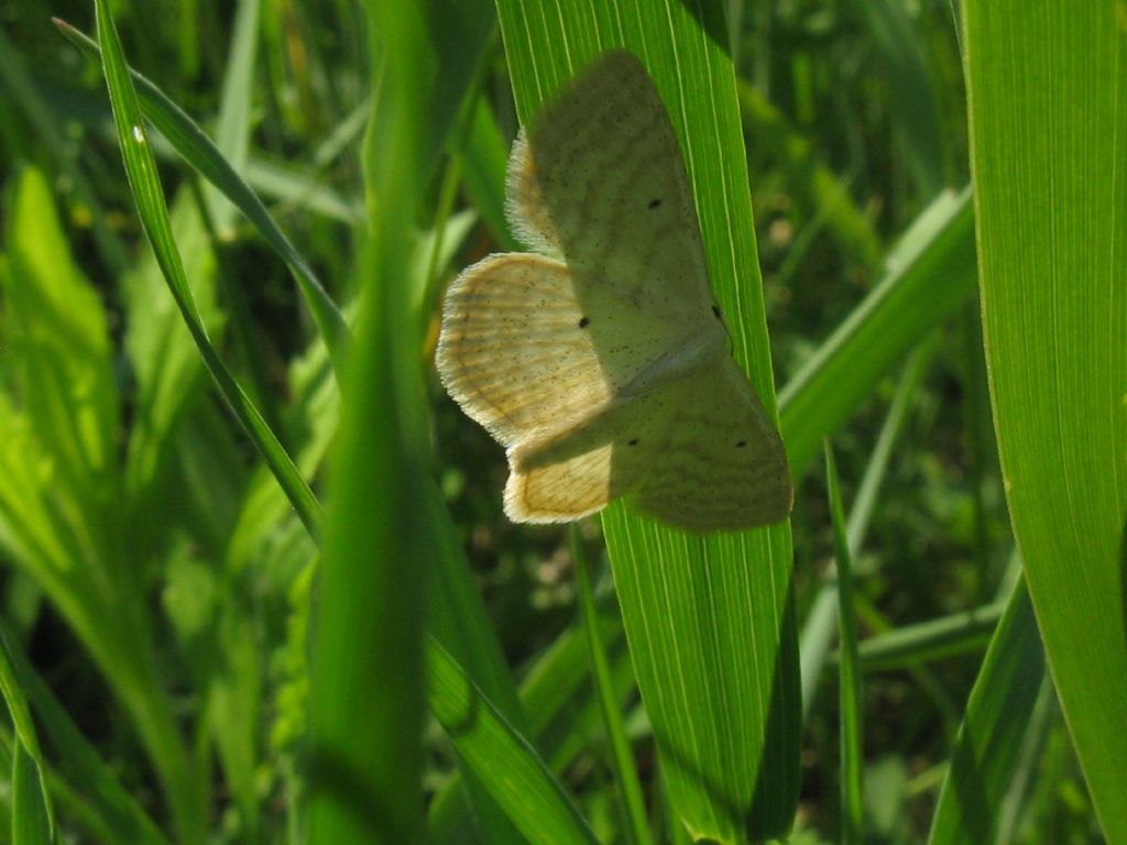 Scopula nigropunctata? No, Scopula (Calothysanis) immutata - Geometridae