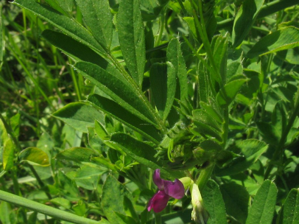 Vicia sativa subsp.sativa