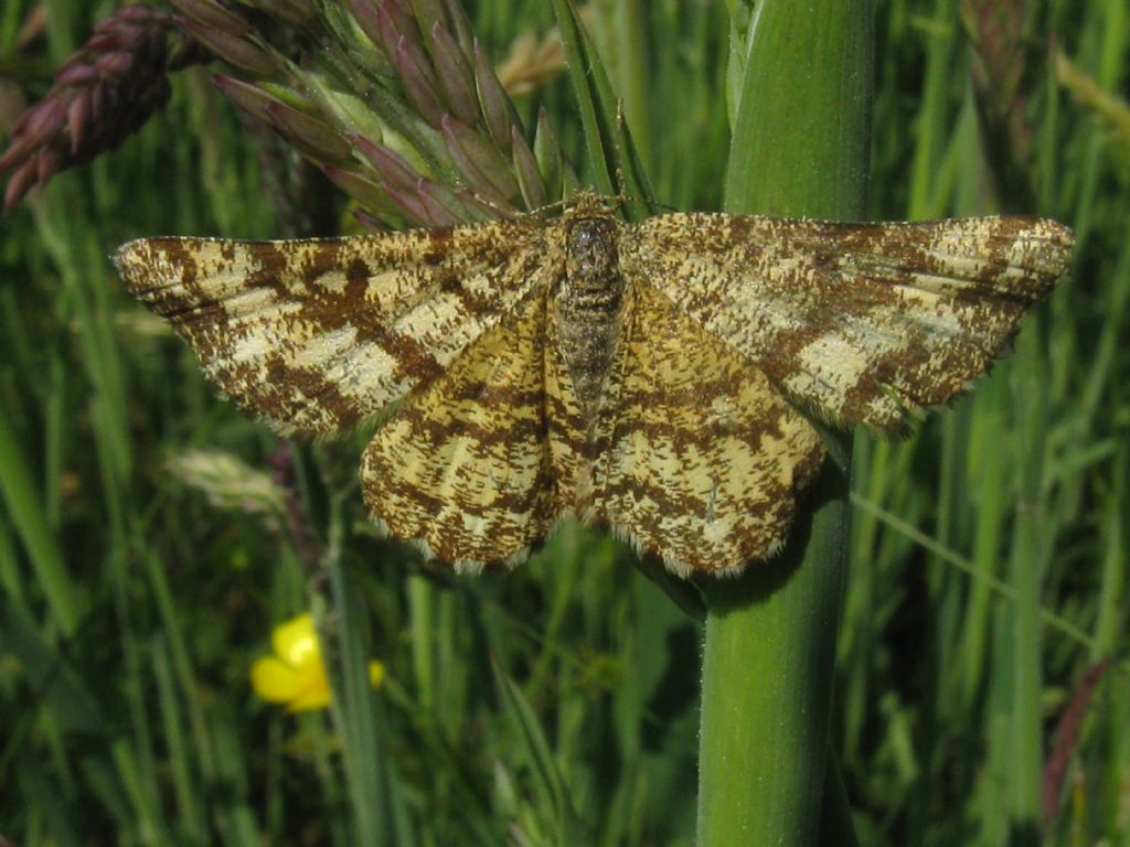 Ematurga atomaria F e M? S