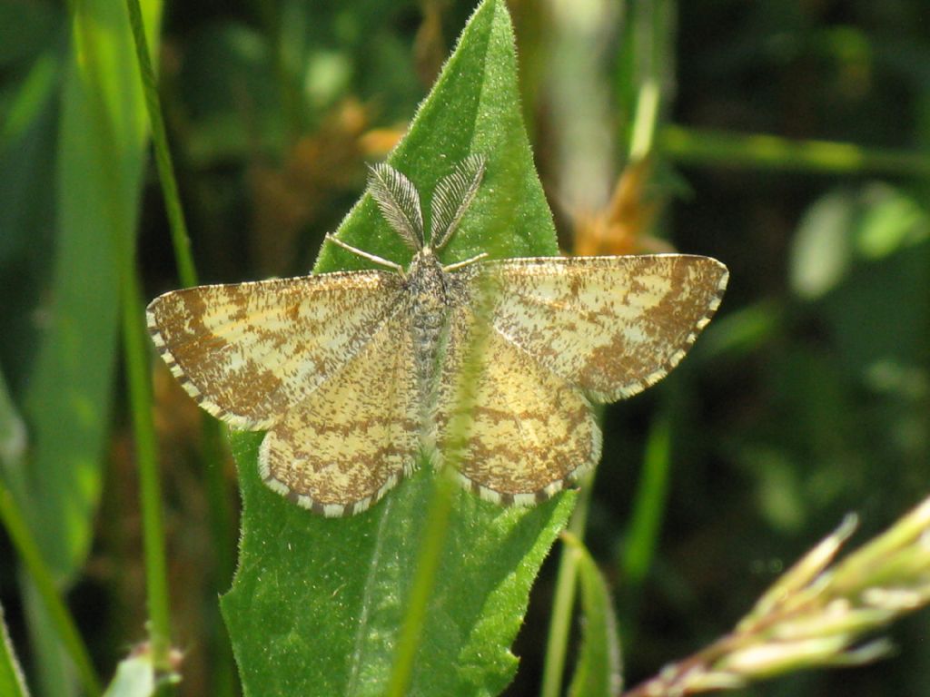 Ematurga atomaria F e M? S