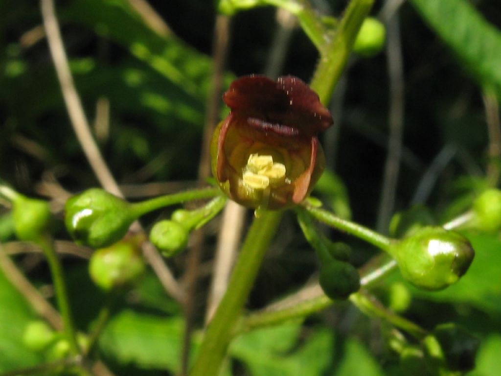 Scrophularia scopolii?  No,  Scrophularia nodosa