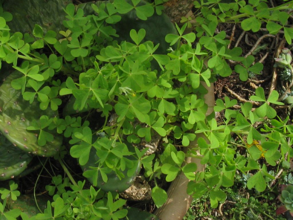 Oxalis cfr. dillenii