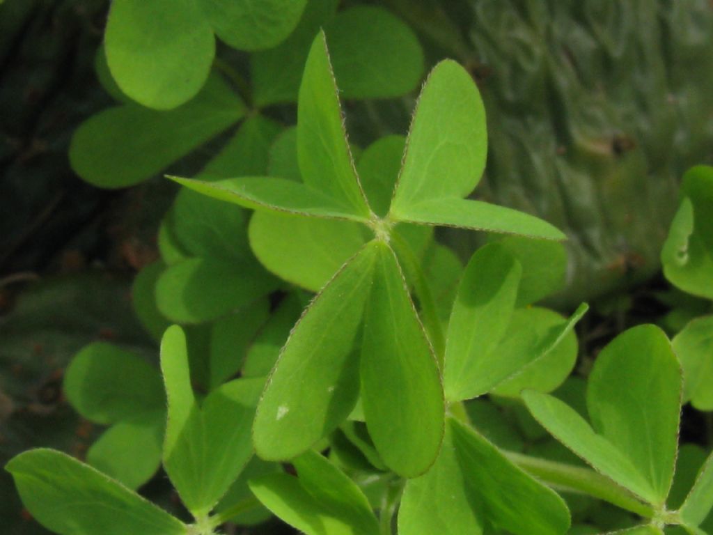 Oxalis cfr. dillenii