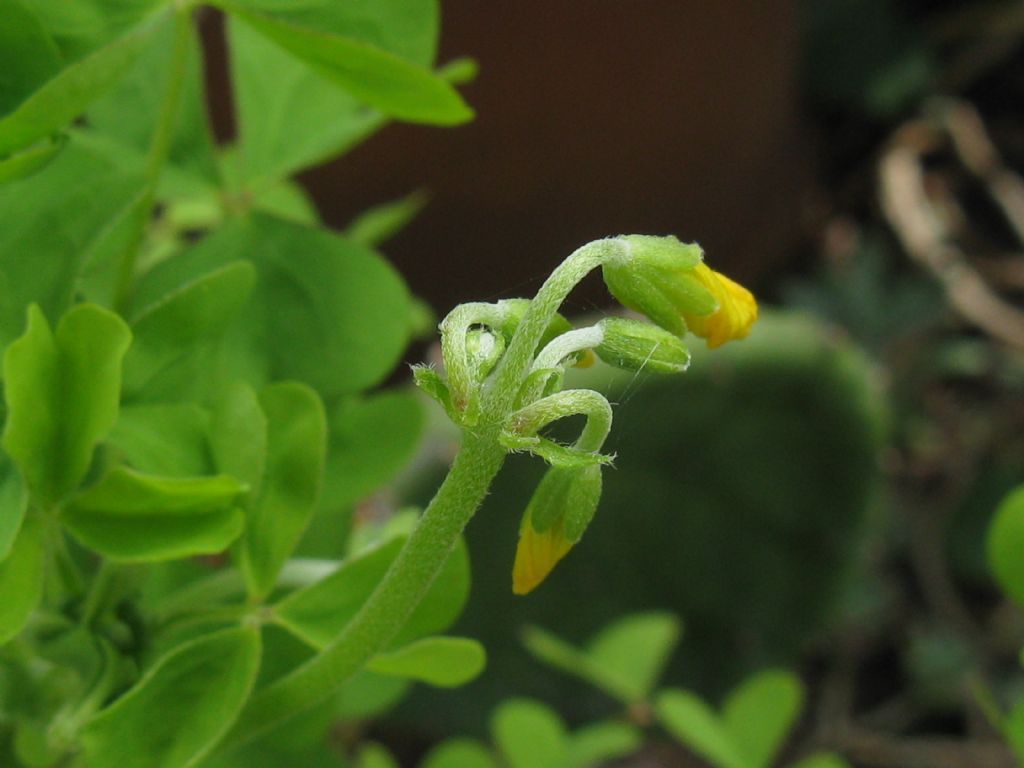 Oxalis cfr. dillenii