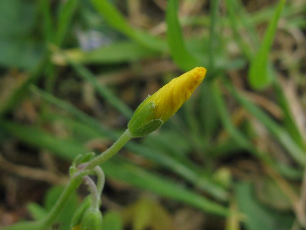 Oxalis cfr. dillenii