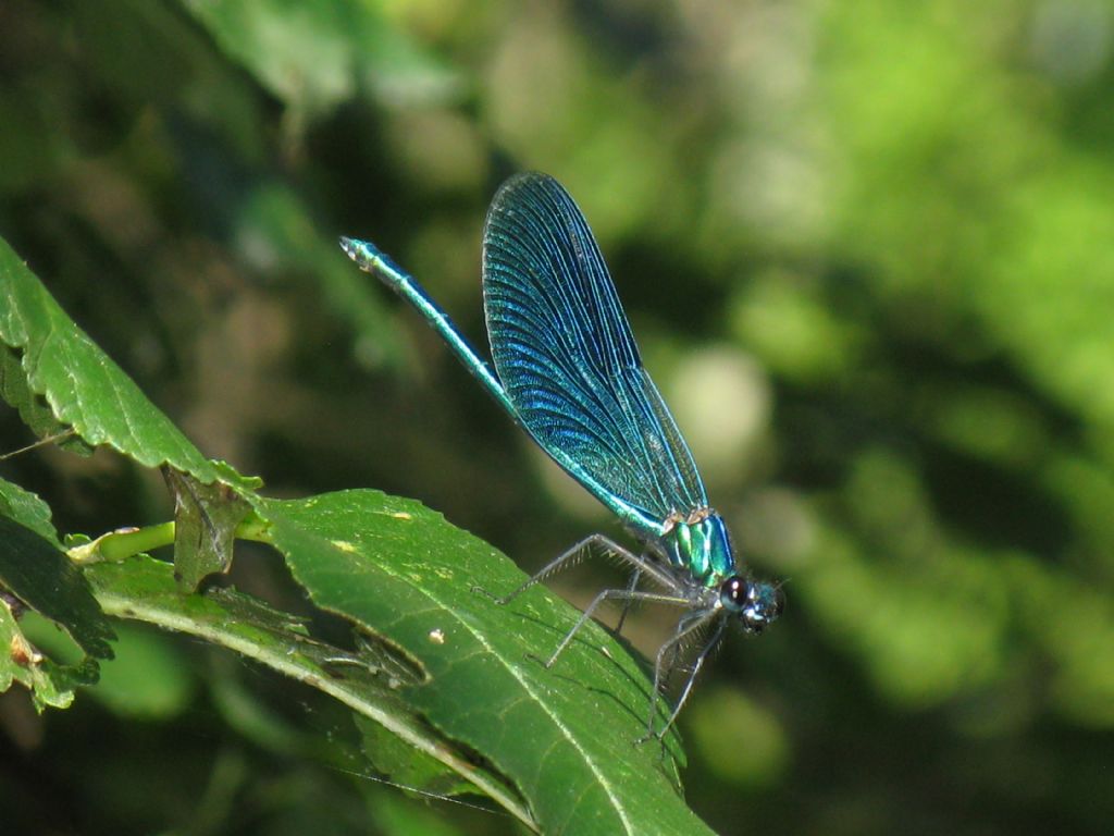 Calopteryx... splendens