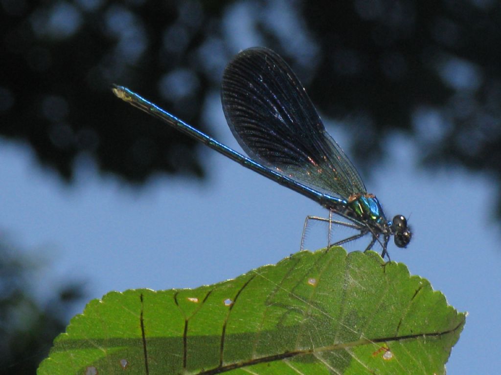 Calopteryx... splendens