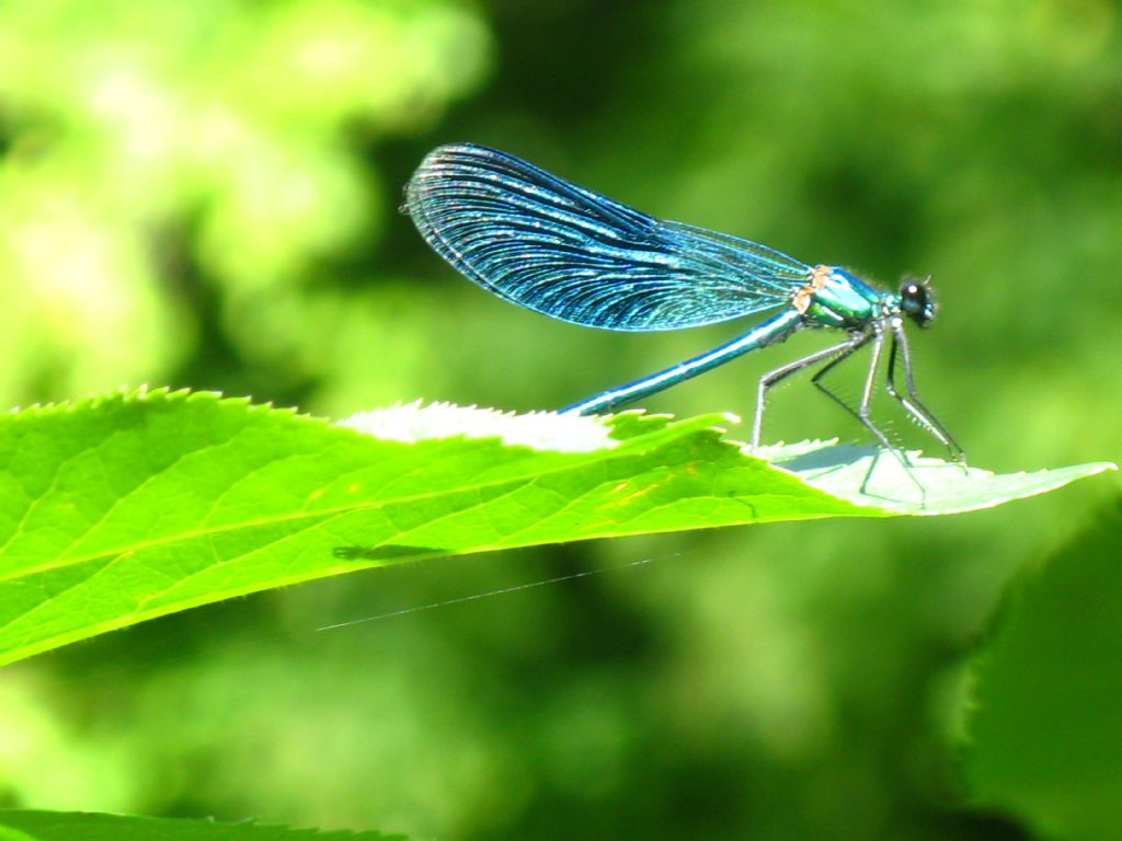 Calopteryx... splendens