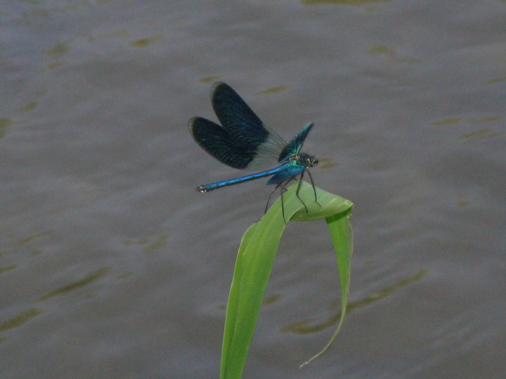 Calopteryx... splendens