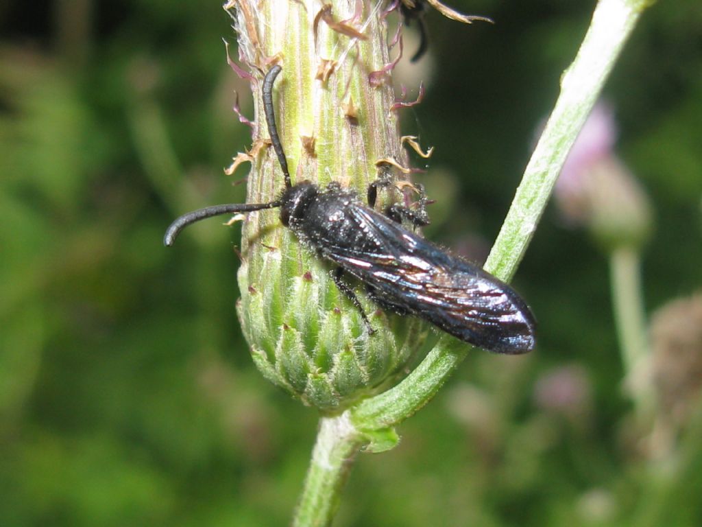 Scoliidae: maschio di Scolia hirta