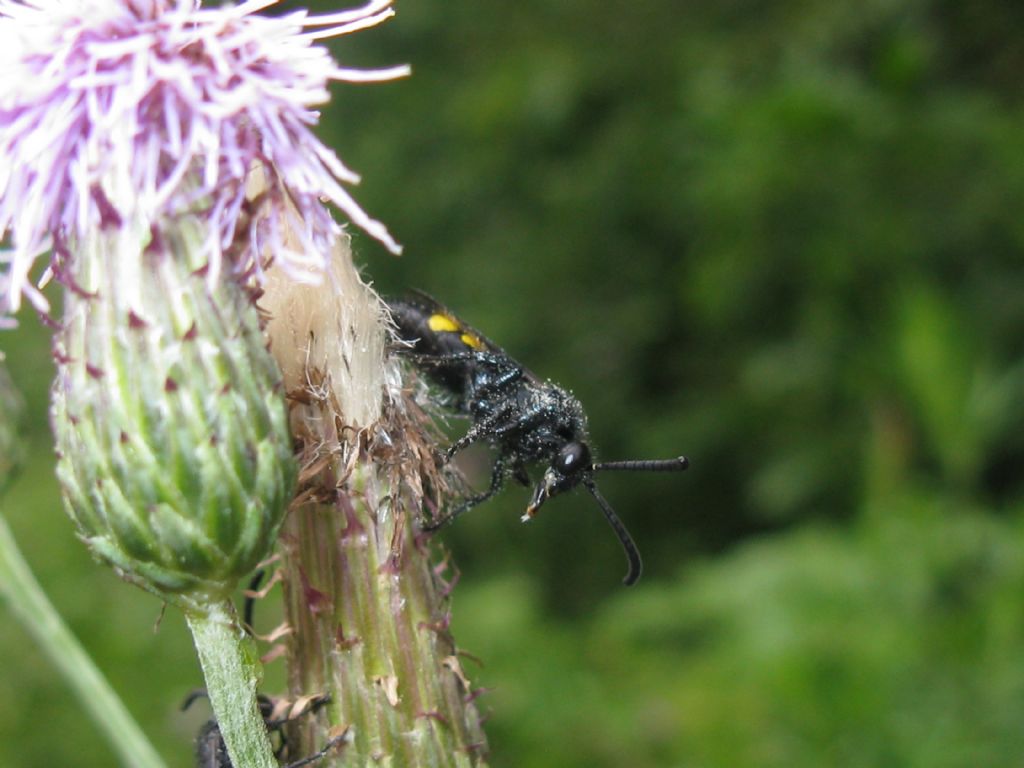 Scoliidae: maschio di Scolia hirta