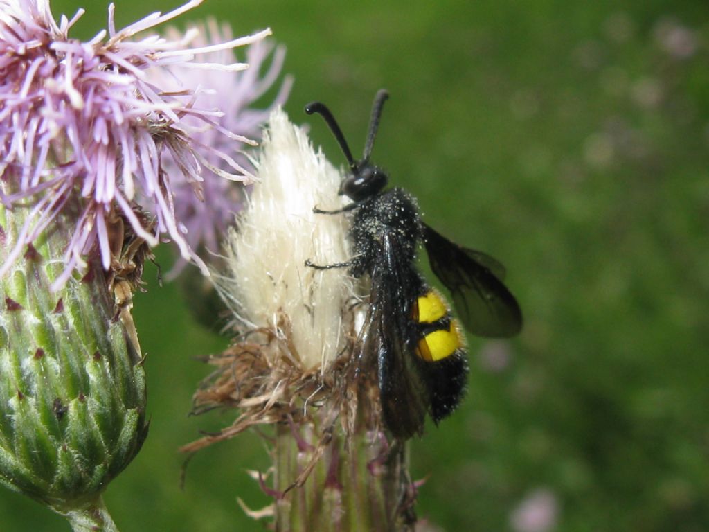 Scoliidae: maschio di Scolia hirta