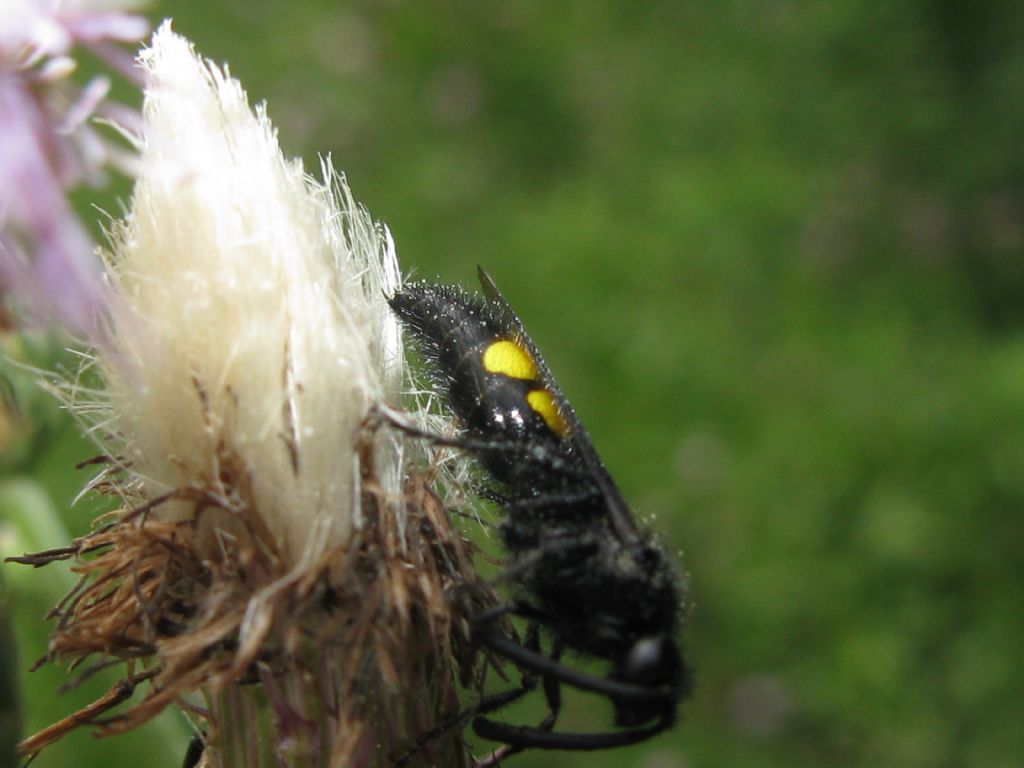 Scoliidae: maschio di Scolia hirta